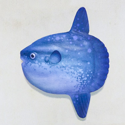 Class Image – Sunfish