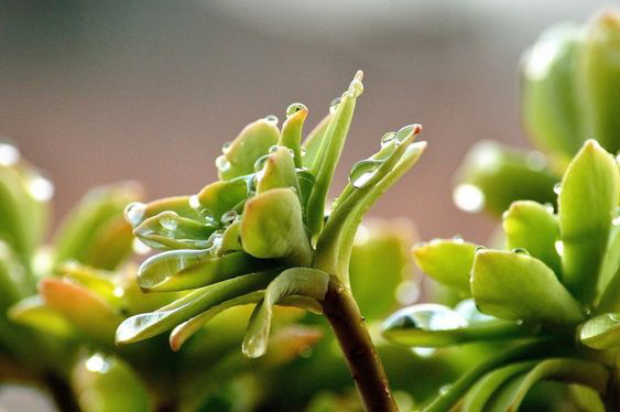 Class Image – Secret Life of Plants - Natalya Munro