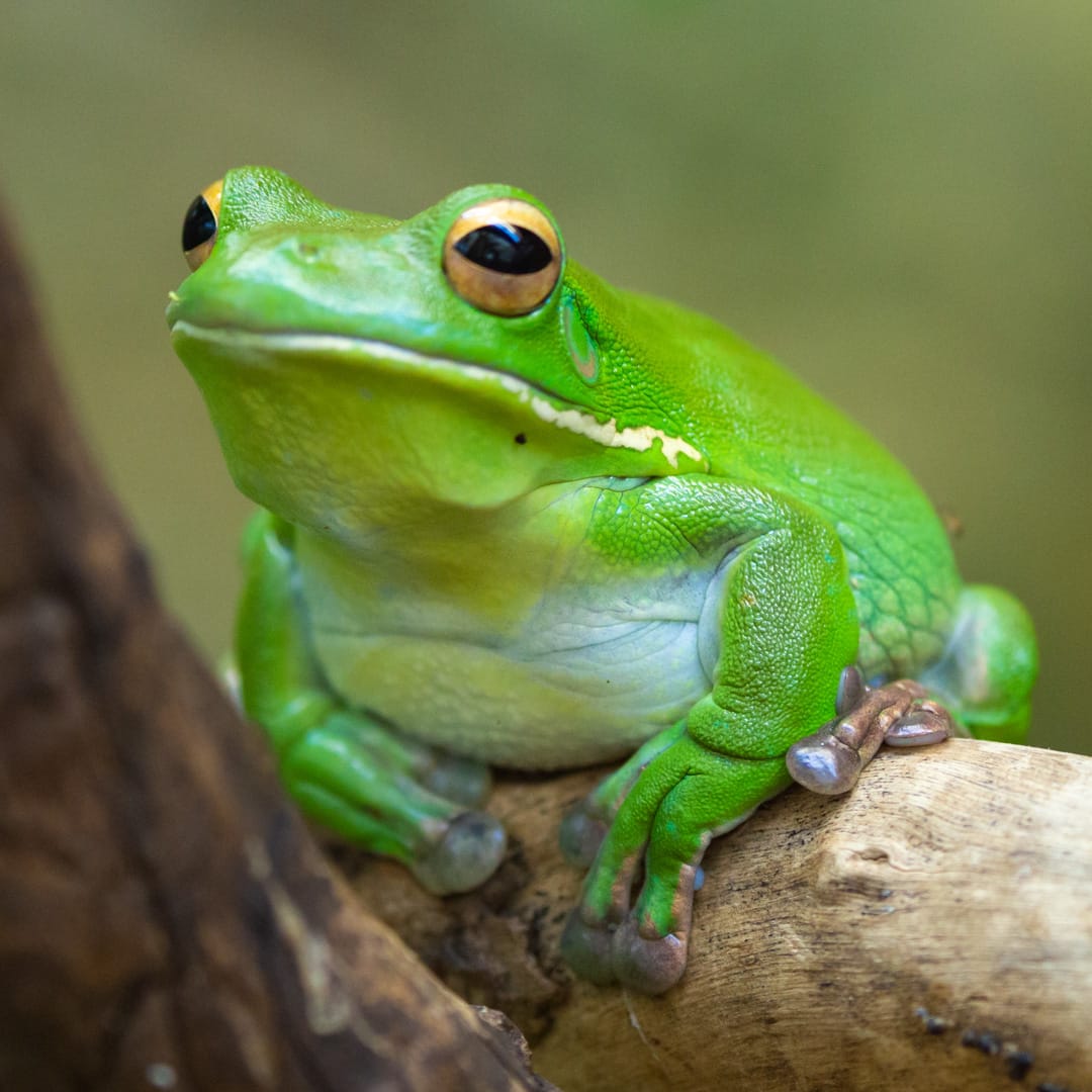 Green Tree Frog