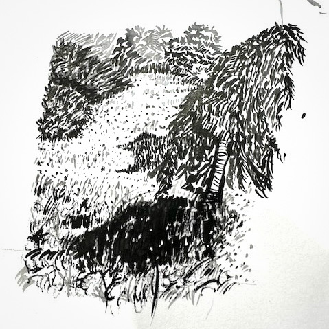 Ink Drawing - Foliage
