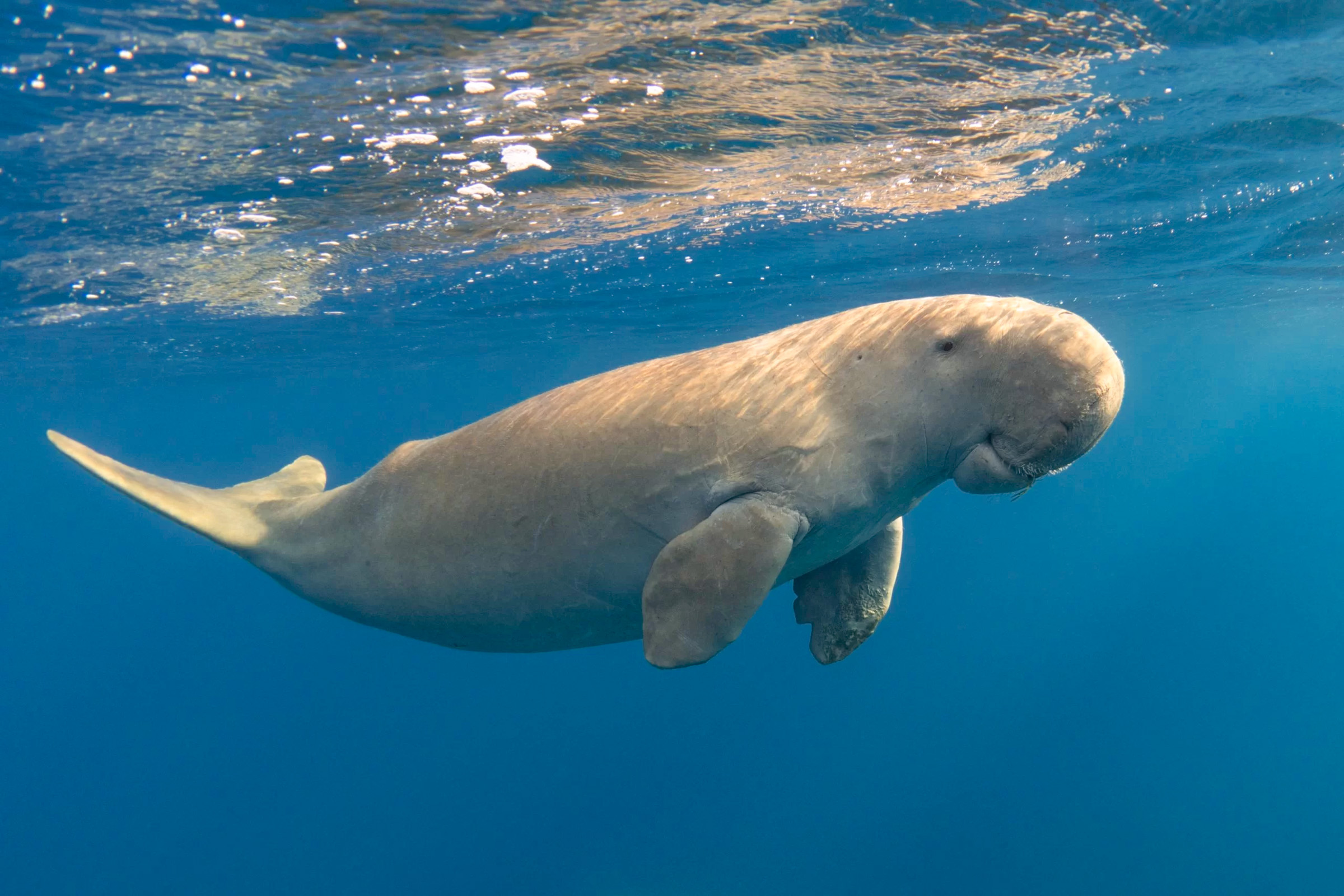Dugong