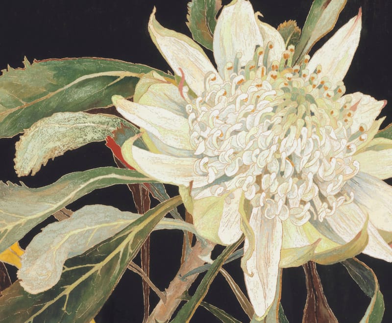 281.2002##M – Cressida Campbell White waratah 2000 carved woodblock, hand painted in watercolour pigment 51.5 x 57 cm block Art Gallery of New South Wales Margaret Hannah Olley Art Trust 2002 © Cressida Campbell. Licensed by Copyright Agency Photo: AGNSW