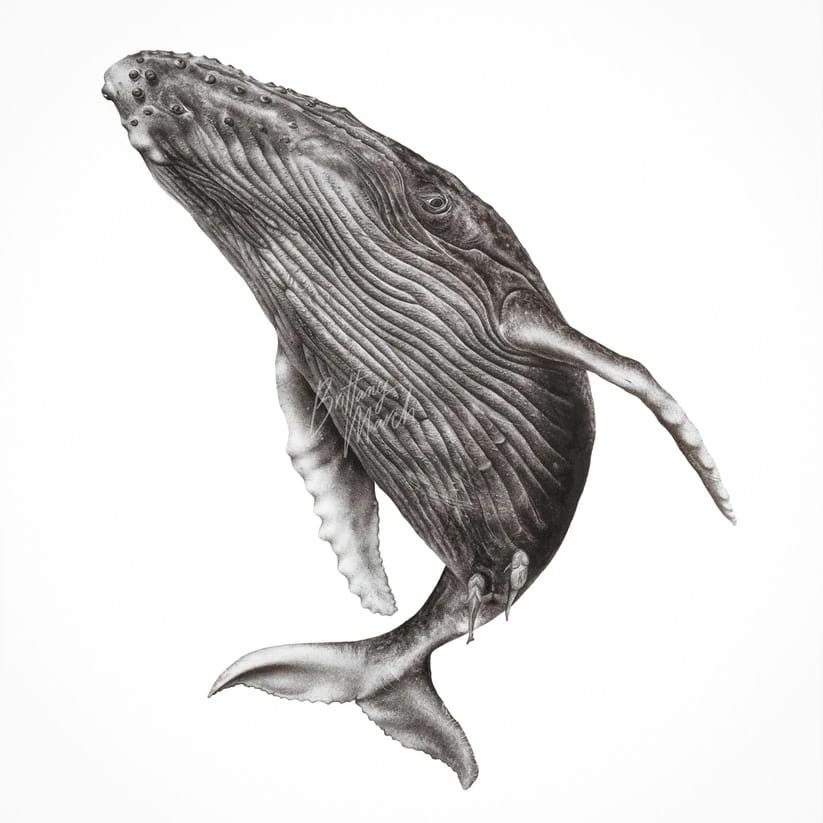 Brittany March, Humpback Whale