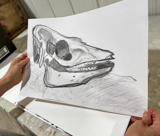 Student Work, Skull observational drawings