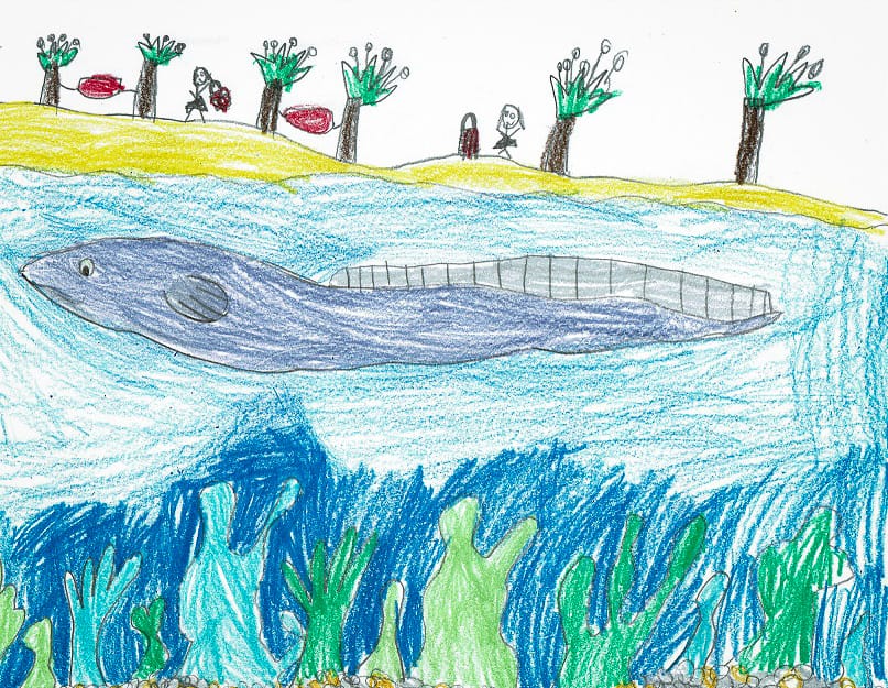 Eel drawing